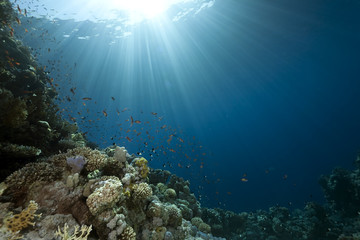 Wall Mural - ocean, coral and fish