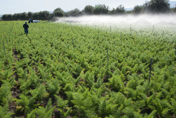 Irrigation Of Field