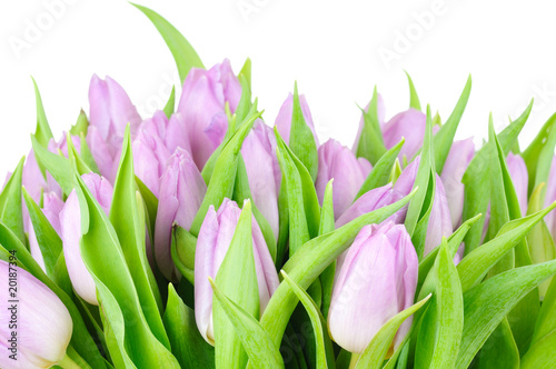 Nowoczesny obraz na płótnie Violet tulips isolated on white background