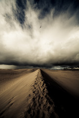 Wall Mural - desert