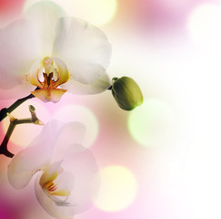 Canvas Print - Beautiful Orchid border