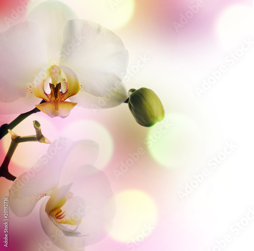 piekna-granica-orchidei