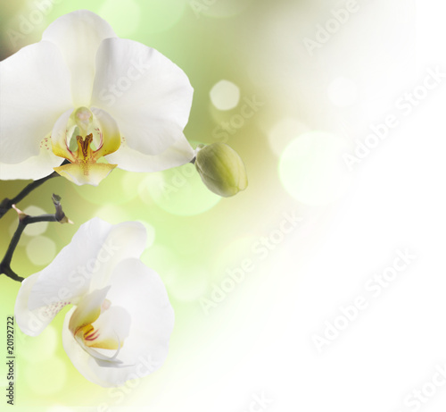 piekna-orchidea