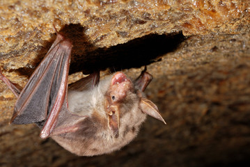 bat holding on a wall