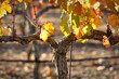 Close Up of Red Wine Vine