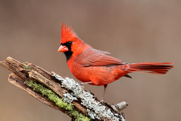 Sticker - Cardinal On A Stump