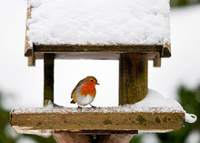 Robin At A Snowy Bird Feeder In Winter