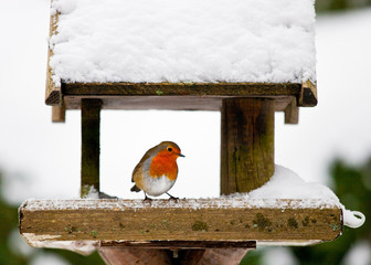 Robin at a snowy bird feeder in winter