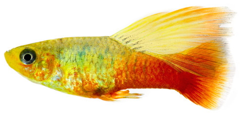Canvas Print - Platy fish