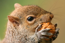 American Grey Squirrel, Sciurus Carolinensis, Eating A Nut
