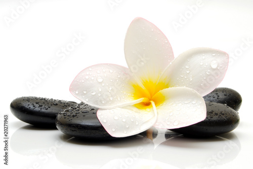 hawajski-bialy-kwiat-na-kamieniach