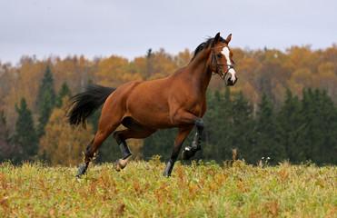 Fototapeta grzywa klacz pejzaż portret koń