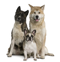 Akita Inu Dogs And French Bulldog Sitting