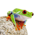 Green Frog On Rock