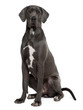 Great Dane, 2 years old, sitting in front of white background