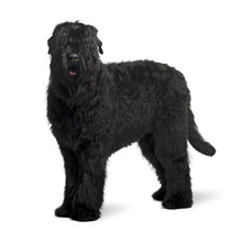 Black Russian Terrier, Standing In Front Of White Background