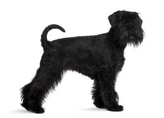 Wall Mural - Schnauzer, standing in front of white background