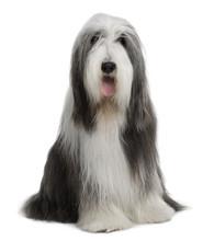 Bearded Collie, Sitting In Front Of White Background