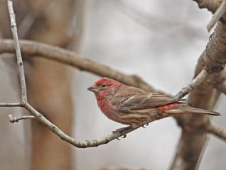 Wall Mural - House Finch (Carpodacus mexicanus)