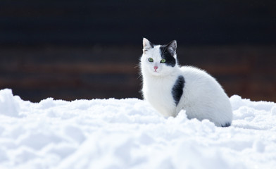 Beautiful cat in the snow