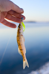 Wall Mural - Very-very small walleye