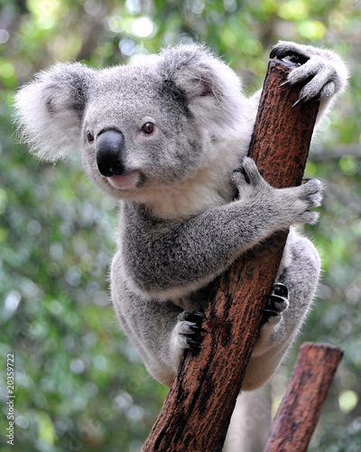 zaciekawiona-koala-na-drzewie