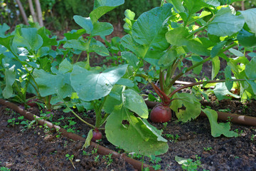 Radish plant