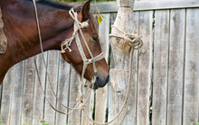 A Horse Tied To A Pole