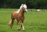 Haflinger Hengst im Trab