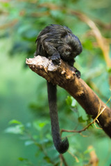 Sticker - Goeldi's monkey (lat. Callimico goeldii)