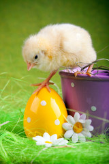 Easter Chick