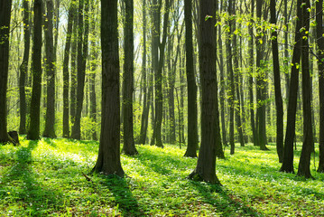 green forest