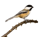 Black-capped Chickadee Perched On A Branch Prepares For Flight
