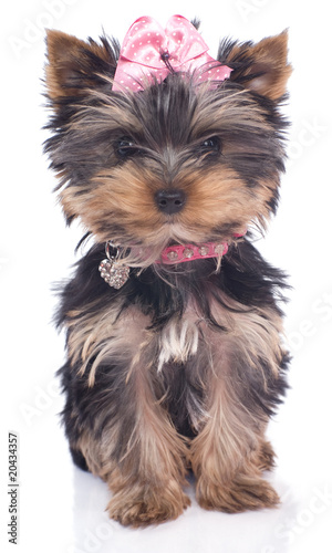 Adorable Chiot Yorkshire De 3 Mois Stock Photo Adobe Stock Adorable Chiot Yorkshire De 3 Mois Stock Photo Adobe Stock