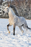 Fototapeta Konie - white horse run gallop in winter