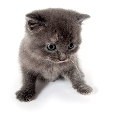 Cute gray kitten