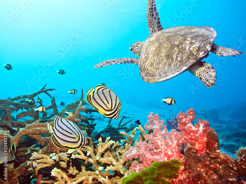 Fototapeta na wymiar Butterflyfishes and turtle