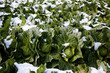 Cabbage covered by snow in winter