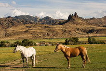 Two Horses On The Ranch In Rural Wyoming