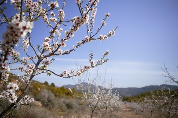 Almond flower trees field  pink white flowers