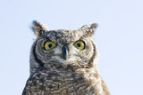 Fototapeta Zwierzęta - eurasian eagle owl