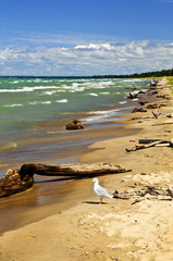 Poster - Beach with driftwood