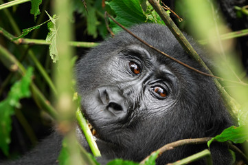 eastern mountain gorilla in tropical forest of uganda