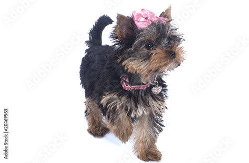 Jeune Chien Yorkshire De 3 Mois Buy This Stock Photo And