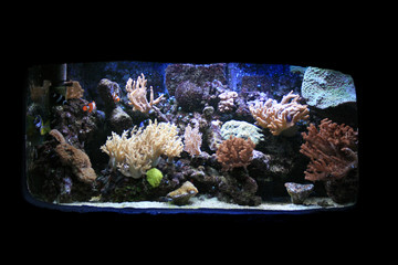 aquarium background