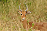 Fototapeta Sawanna - Impalas du Parc Kruger en Afrique du Sud
