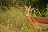 Fototapeta Sawanna - Impalas du Parc Kruger en Afrique du Sud