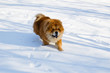 Chow-chow running in the snow