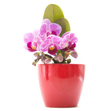 Mini Stripy Magenta Phalaenopsis Orchid (moth Orchid) In Red Pot