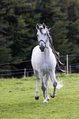 Wall Mural - Pferd - Andalusier